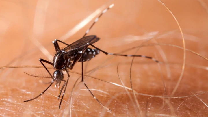 Chikungunya &amp; Oral Lichen Planus