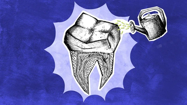 Regrowing Teeth Penumbuhan Gigi Baru